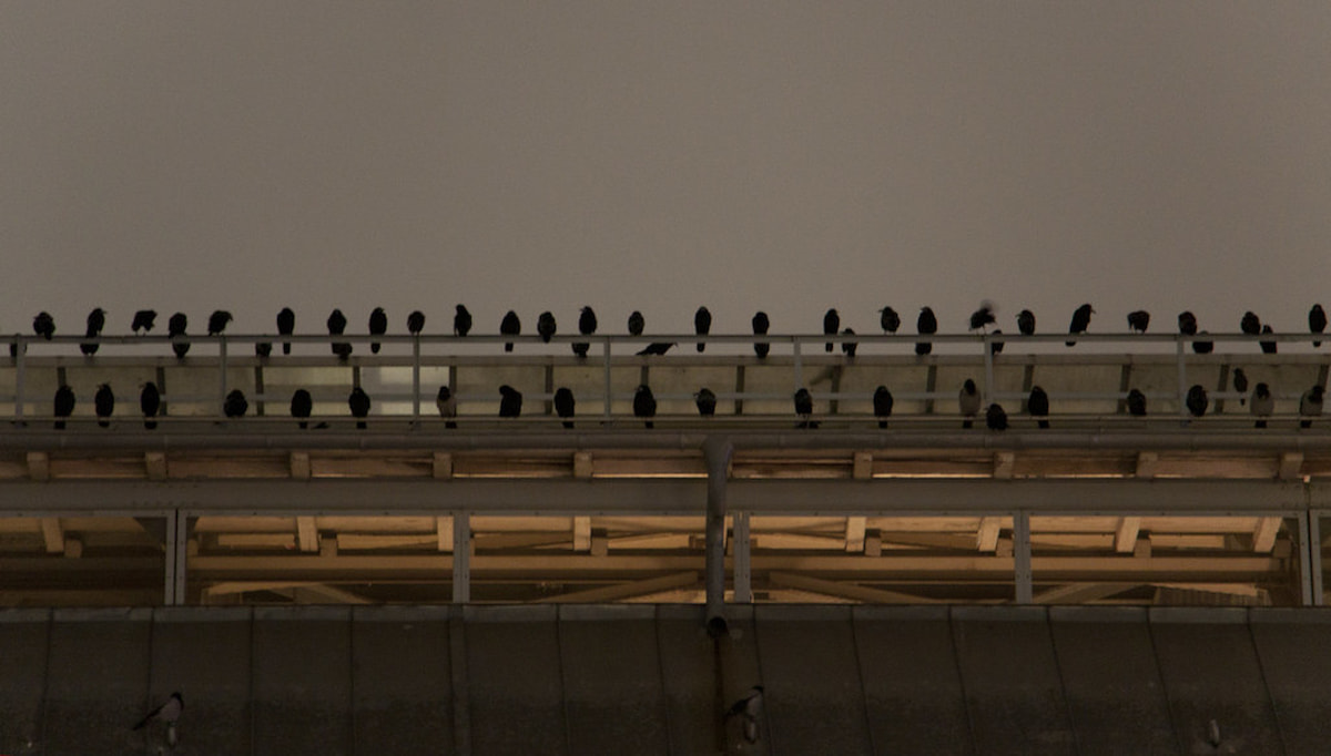 Flock of crows gathered on bare tree branches against a gray sky.