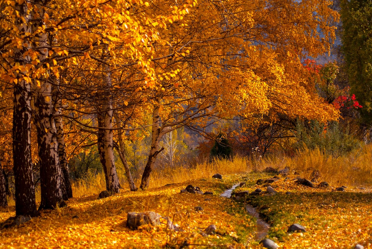 Autumn landscape with a stream flowing through woods with vibrant yellow and orange leaves.